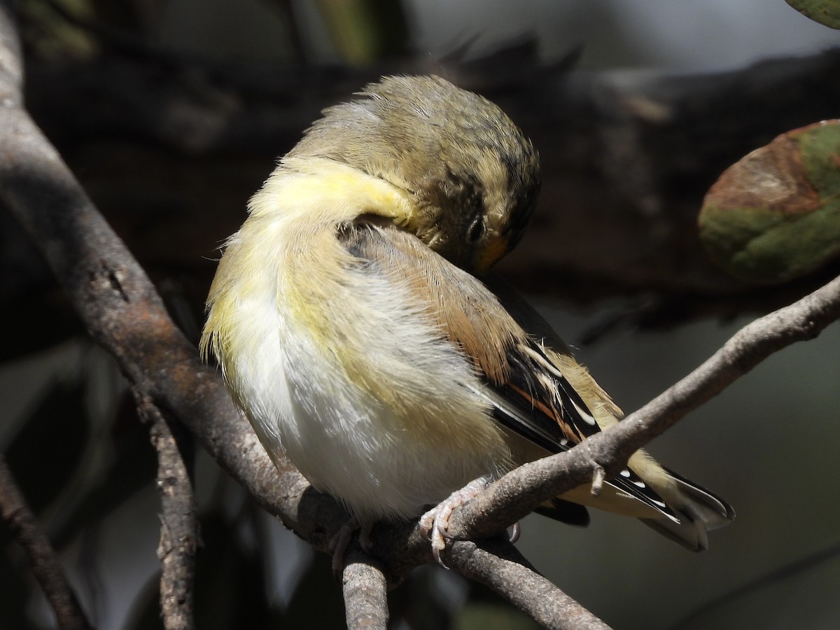 Striated Pardalote - ML643523854