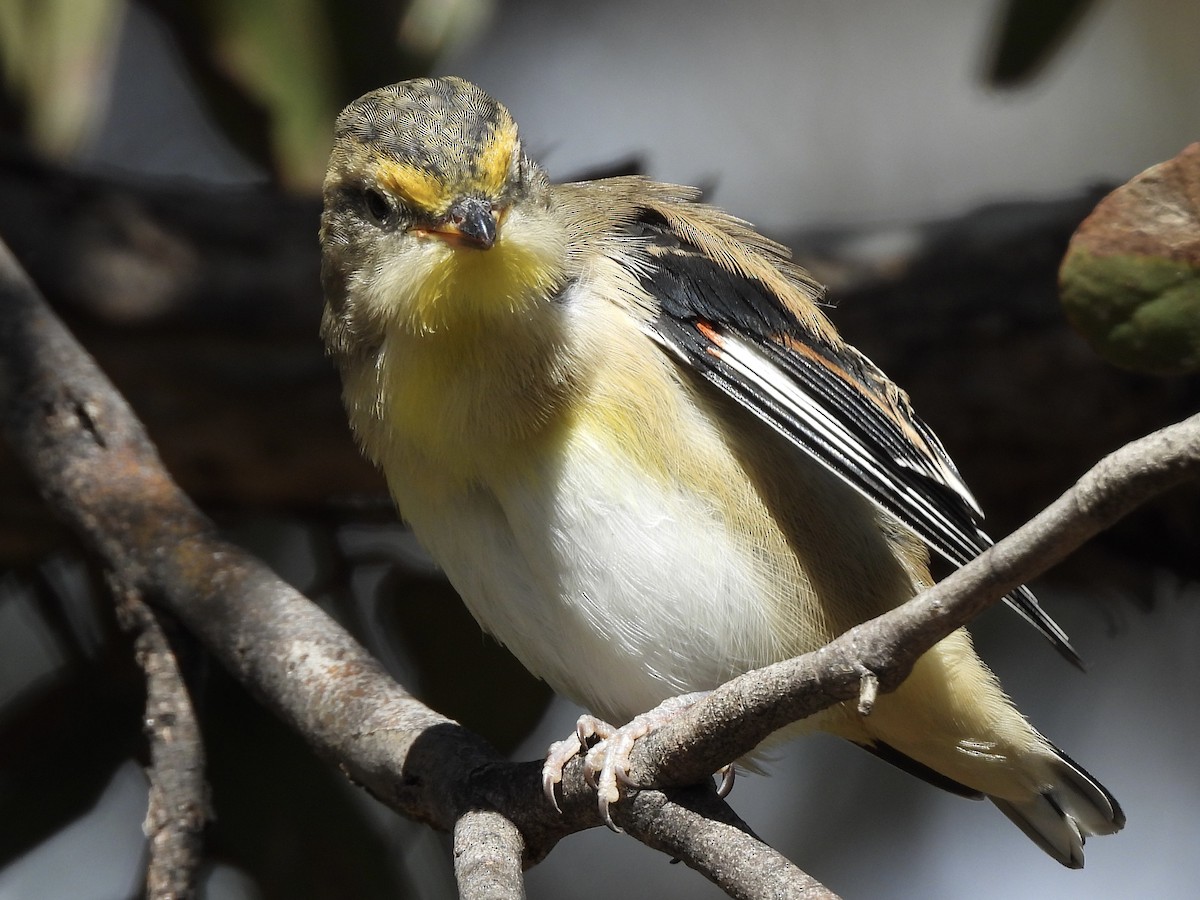 Striated Pardalote - ML643523855