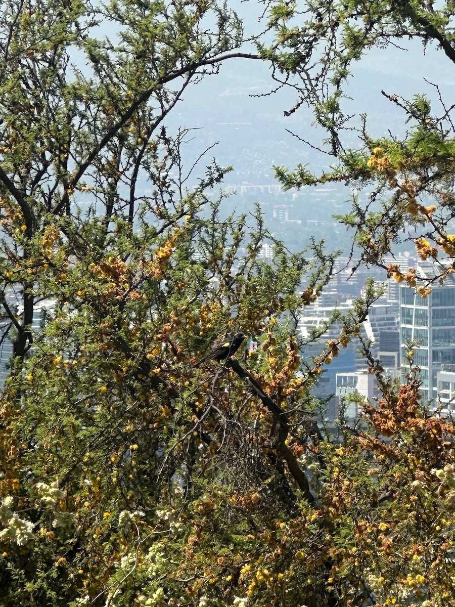 Yellow-winged Blackbird - ML643523856