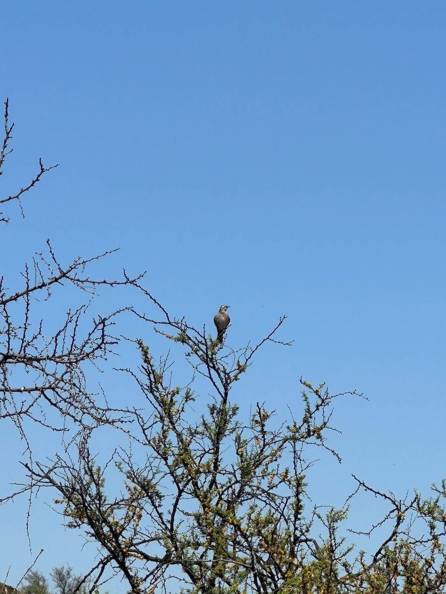 chilespottefugl - ML643523860