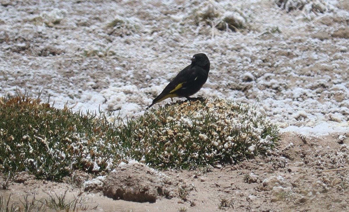 Black Siskin - ML643523861