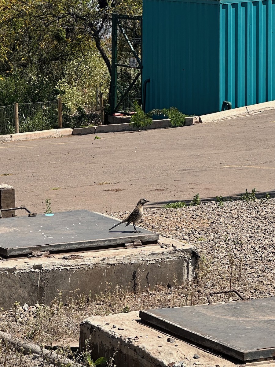 chilespottefugl - ML643523862