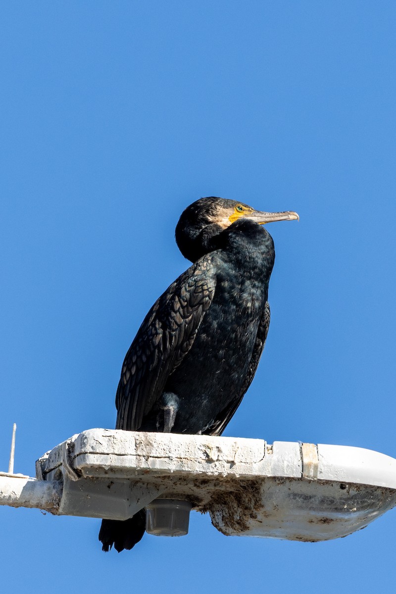 Great Cormorant - ML643523889
