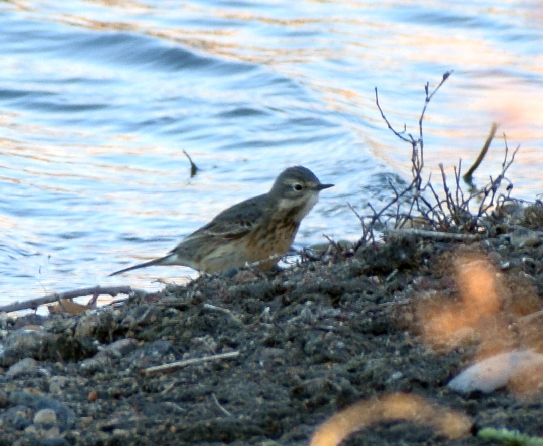 American Pipit - ML643523929