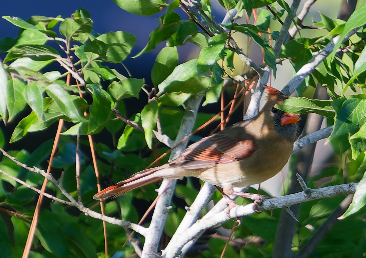 Northern Cardinal - ML643523943