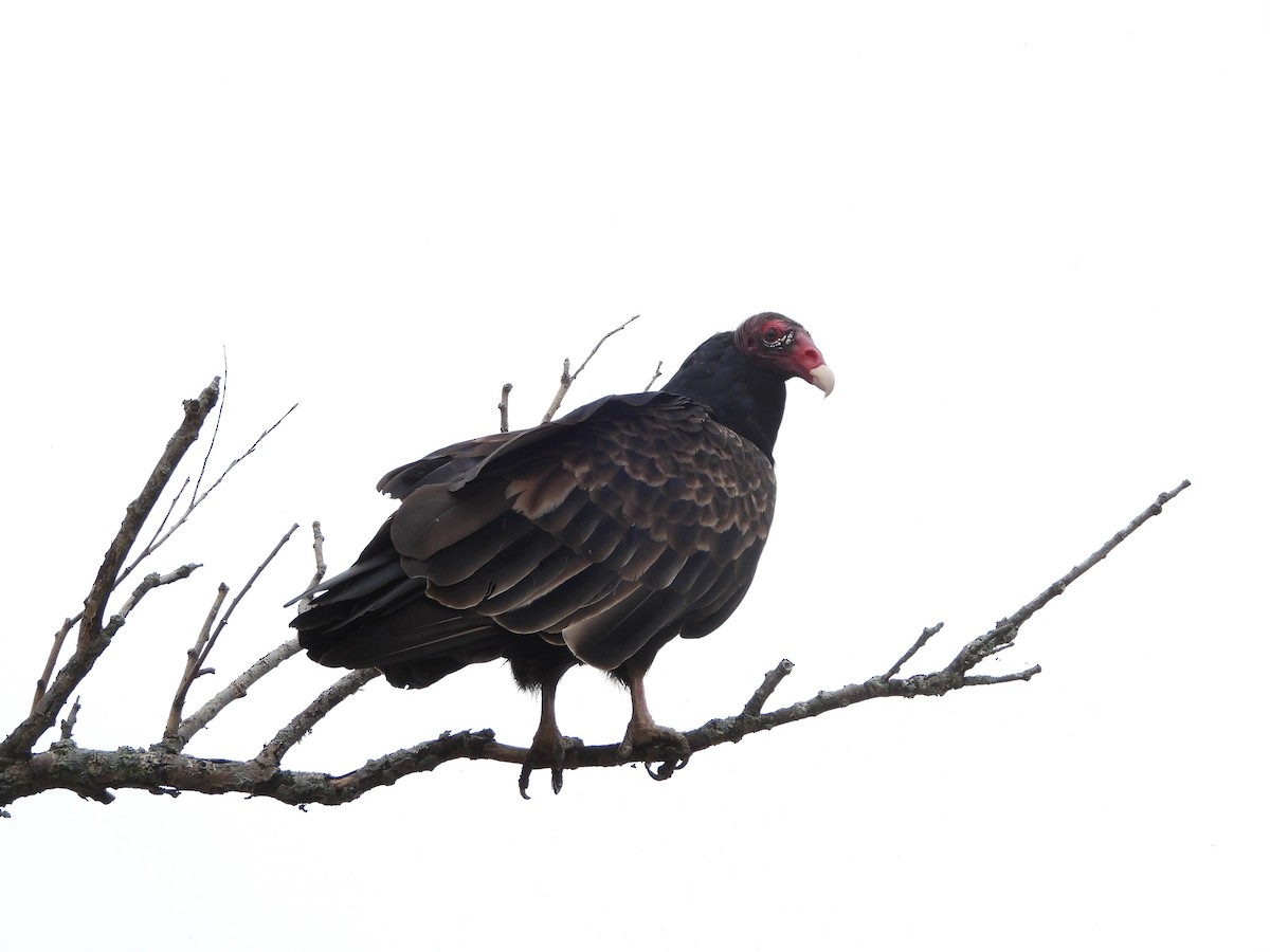Turkey Vulture - ML643523944