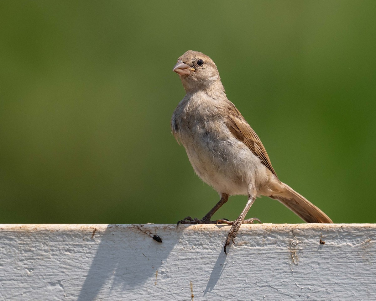 House Sparrow - ML643523947