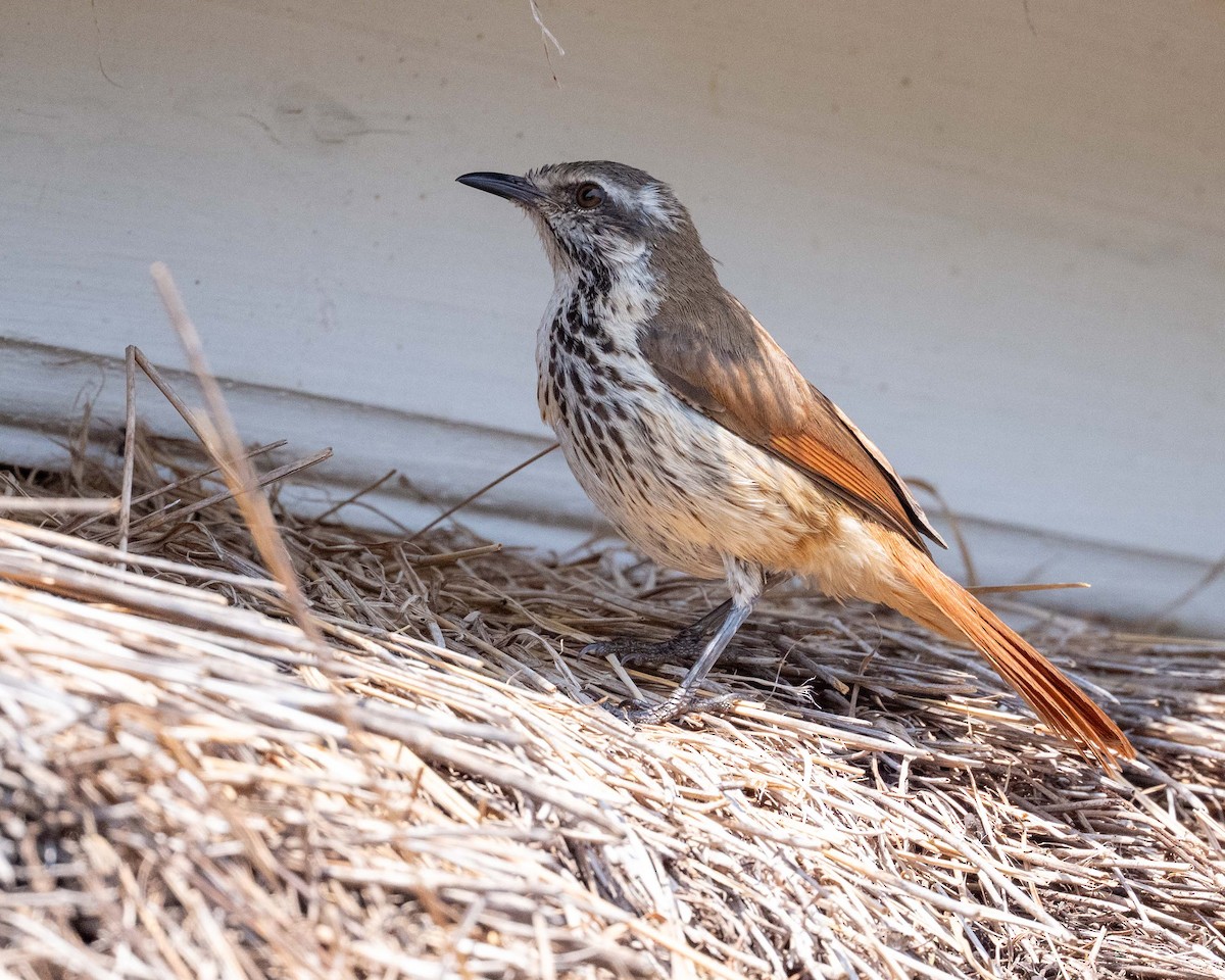 Spotted Morning-Thrush - ML643523950