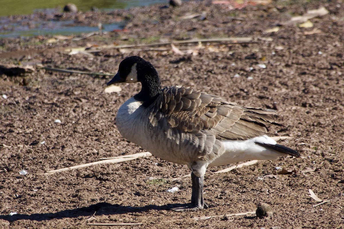 Canada Goose - ML643523959