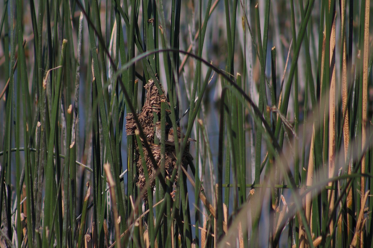 Wren-like Rushbird - ML643523961