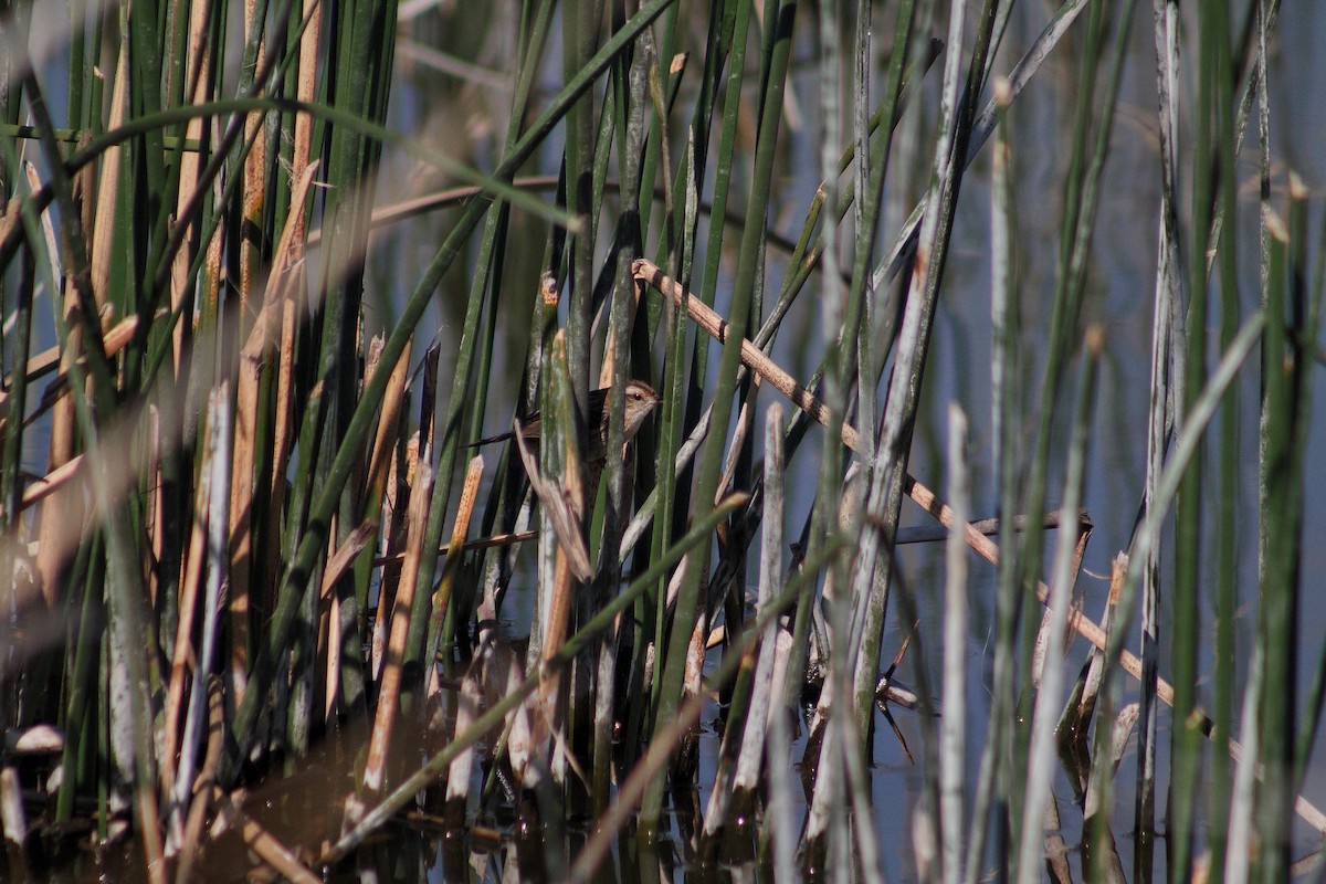 Wren-like Rushbird - ML643523962