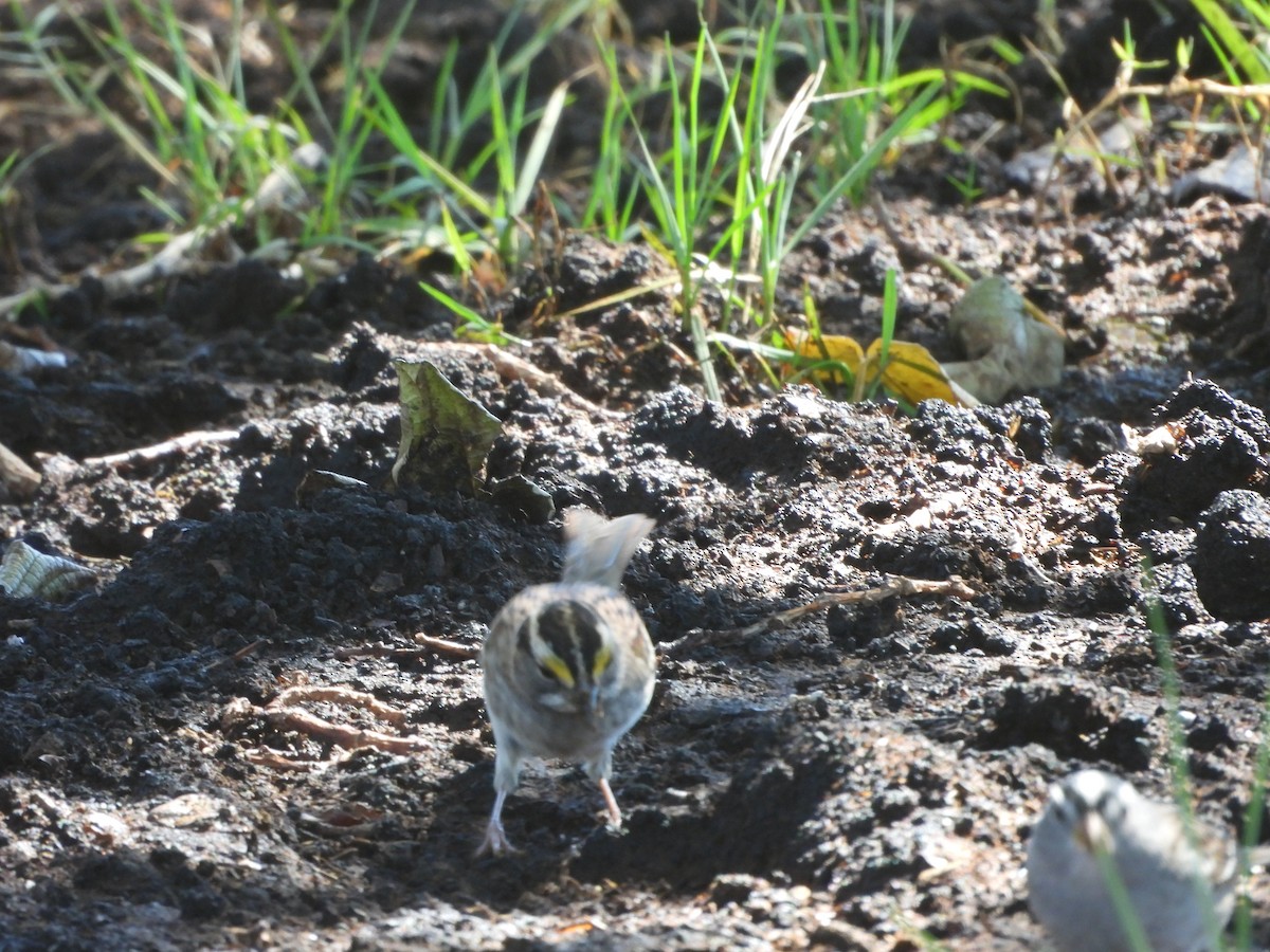 White-throated Sparrow - ML643523975