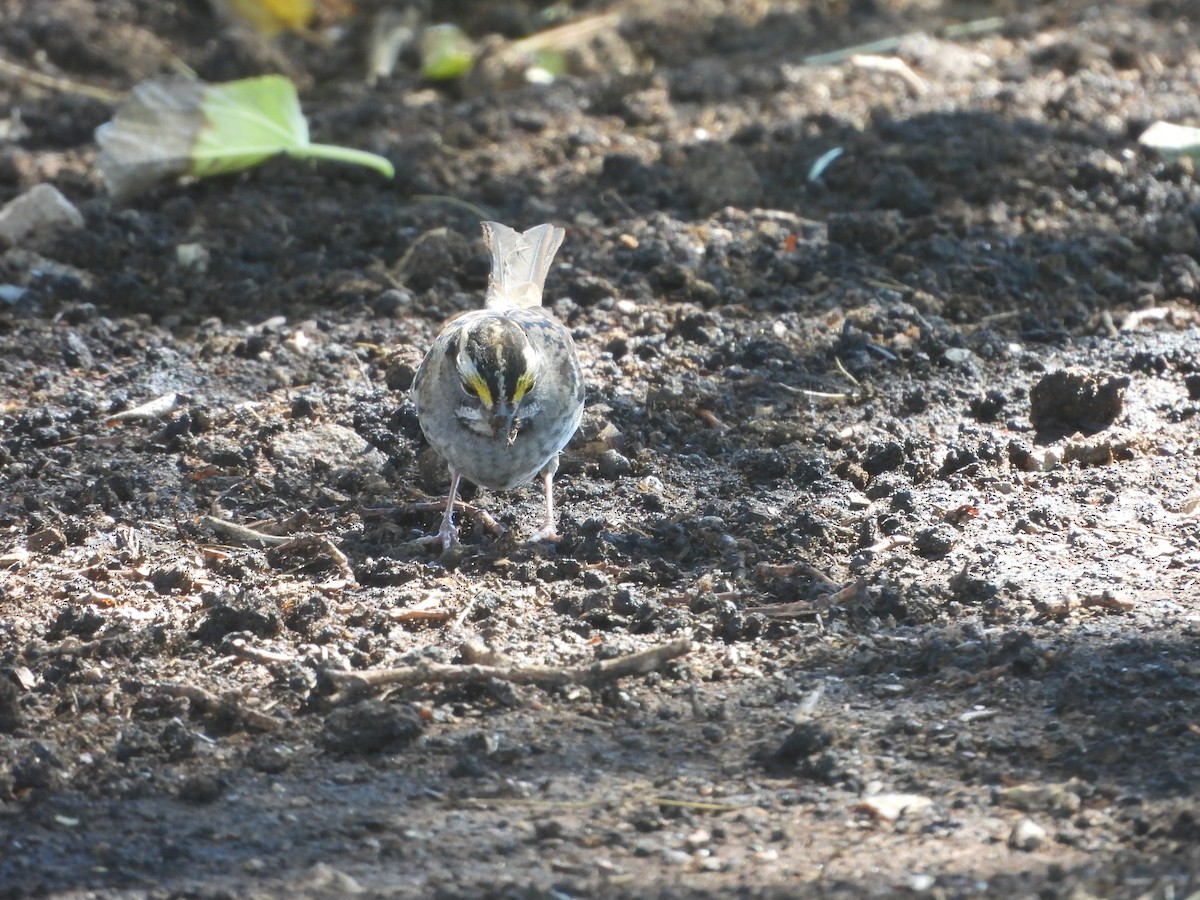 White-throated Sparrow - ML643523976