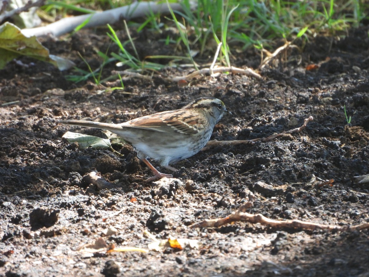 White-throated Sparrow - ML643523977