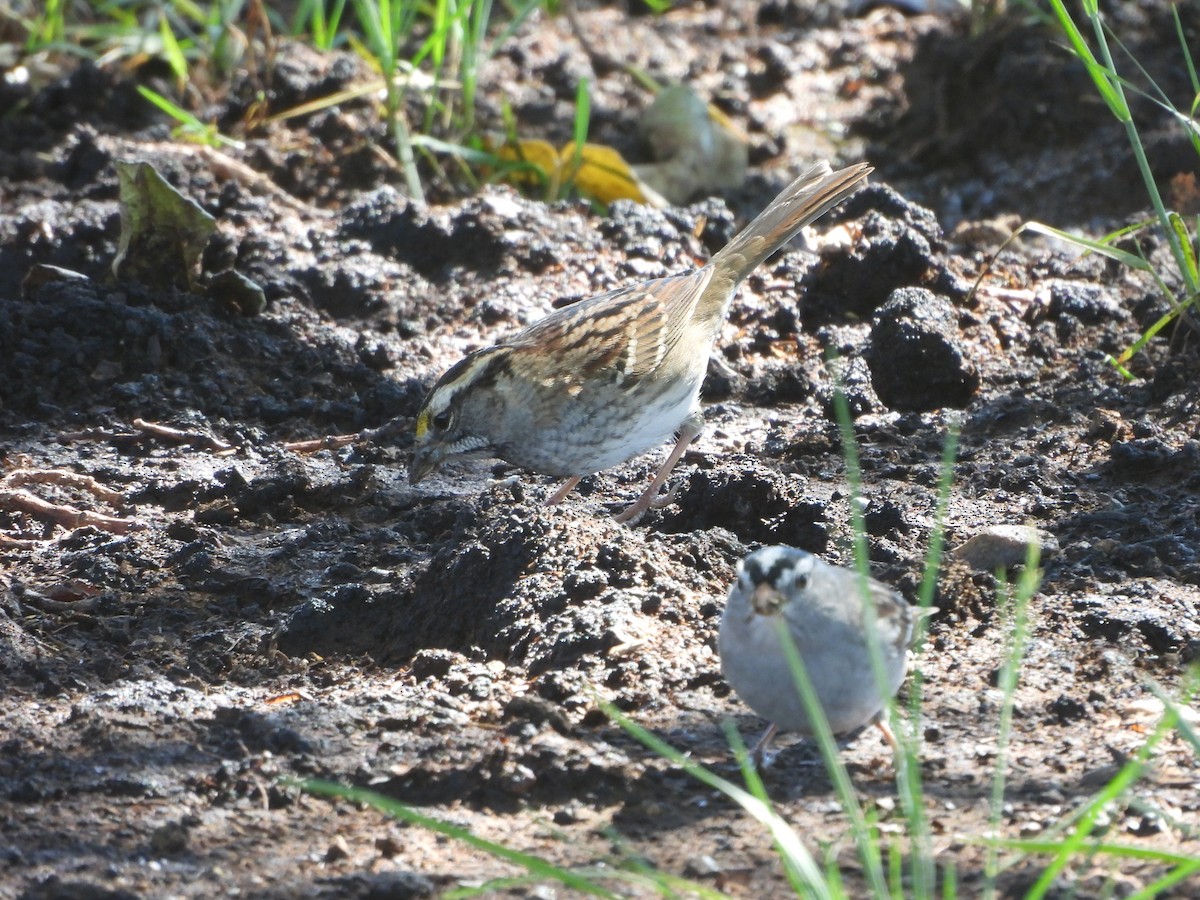 White-throated Sparrow - ML643523978