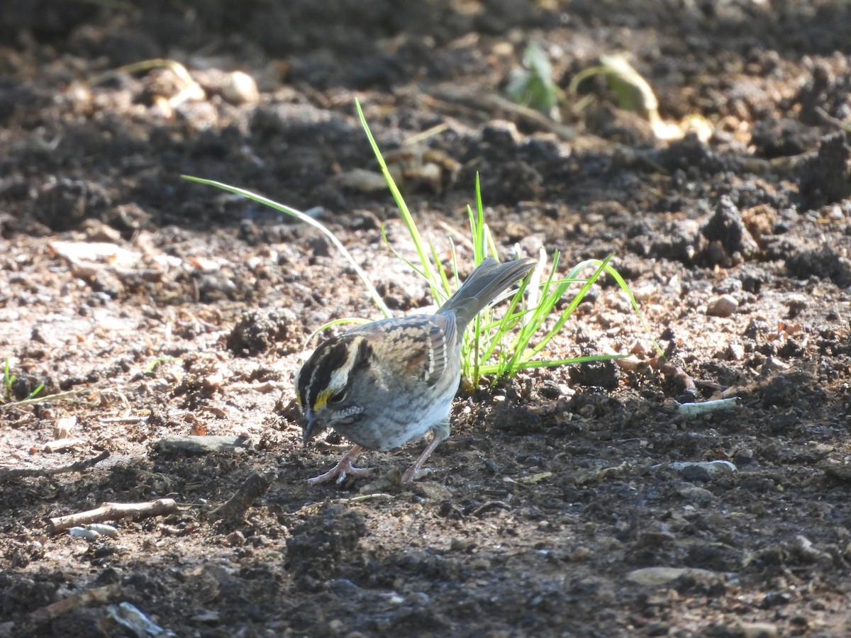 White-throated Sparrow - ML643523979