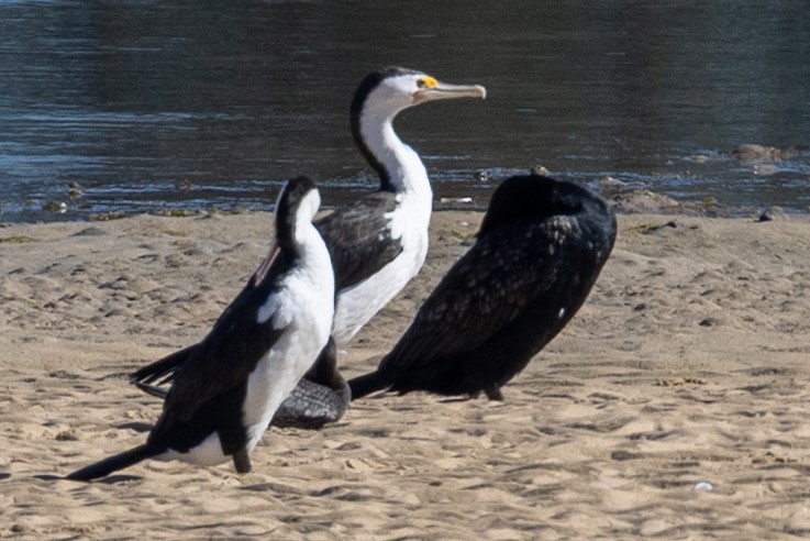 Pied Cormorant - ML643523999