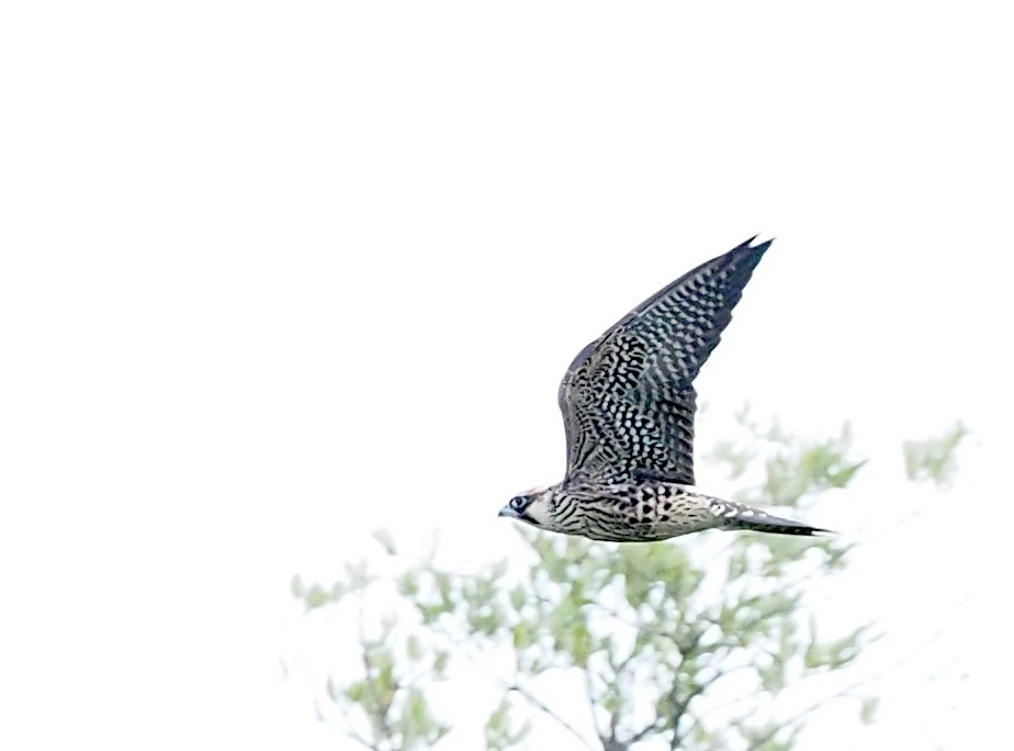 Peregrine Falcon - ML643524009