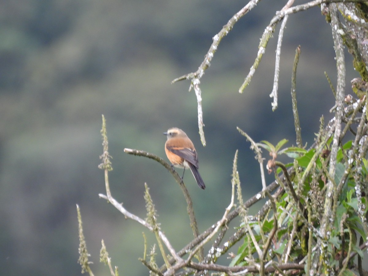 Brown-backed Chat-Tyrant - ML643524021