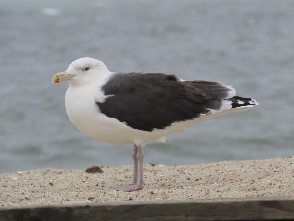 Great Black-backed Gull - ML643524042
