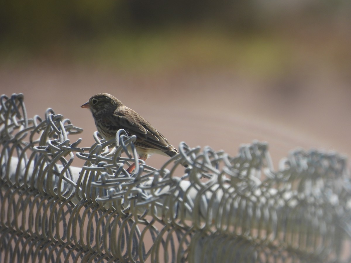 Vesper Sparrow - ML643524047