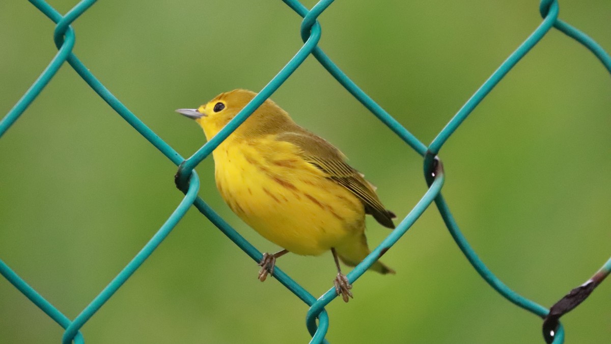Yellow Warbler - ML643524051