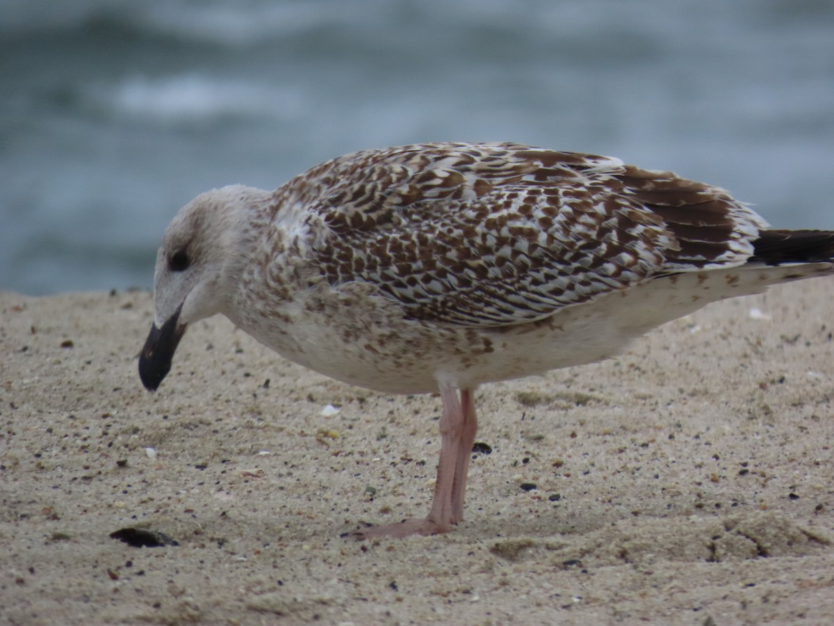 Great Black-backed Gull - ML643524054