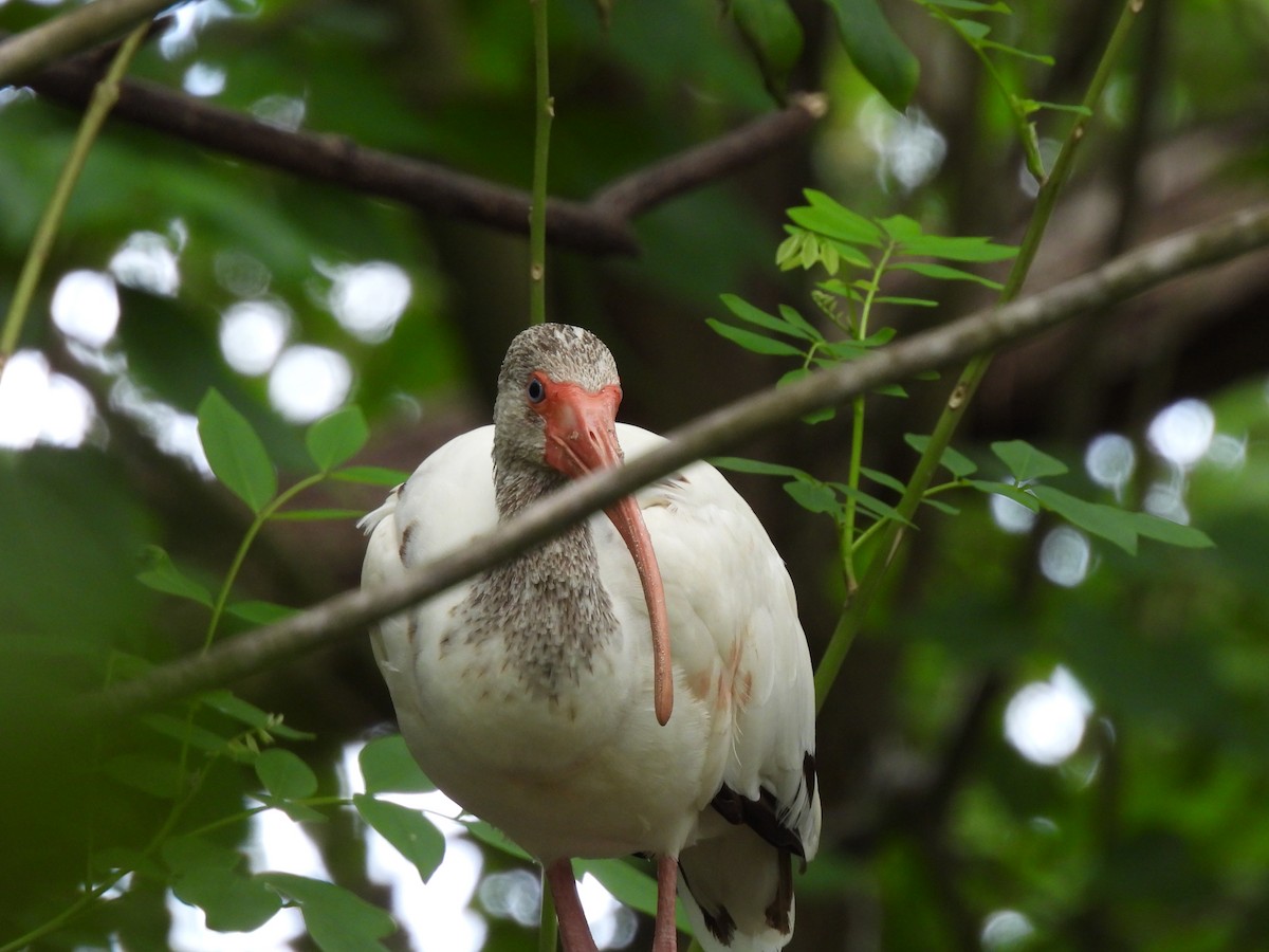 White Ibis - ML643524058