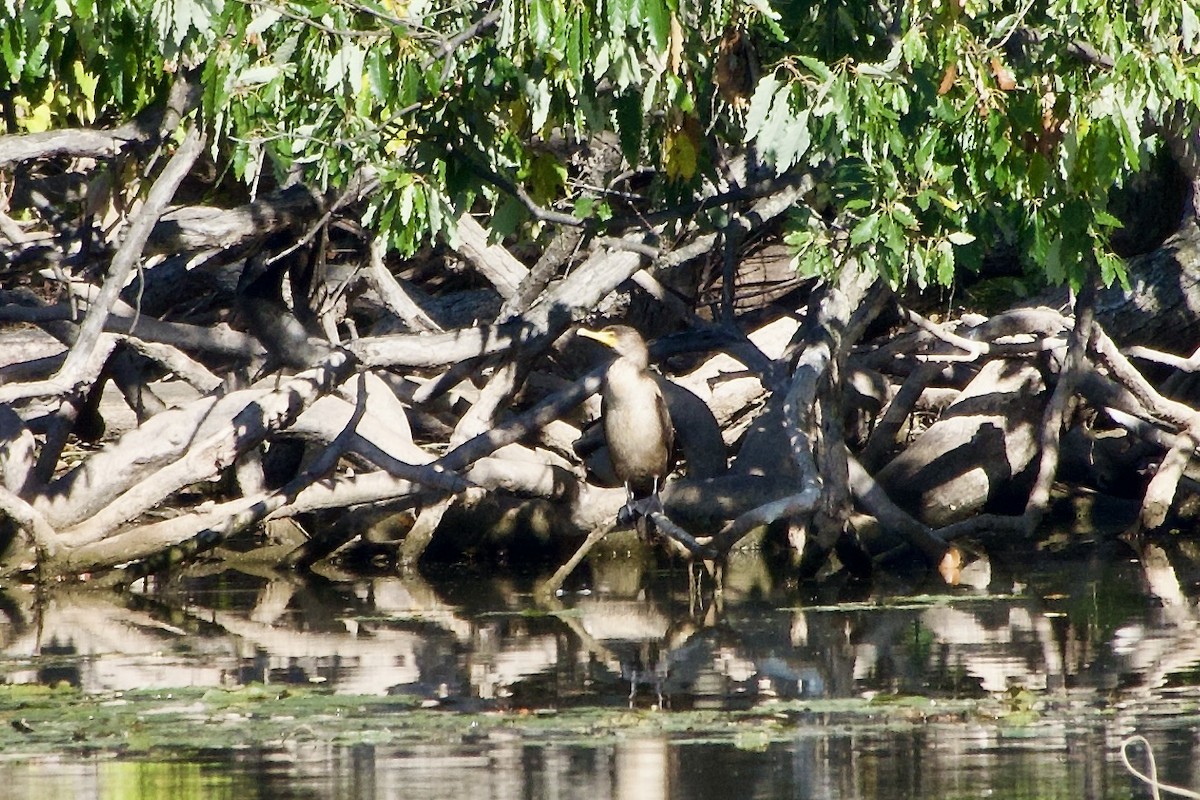 Double-crested Cormorant - ML643524060