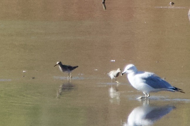 Pectoral Sandpiper - ML643524063