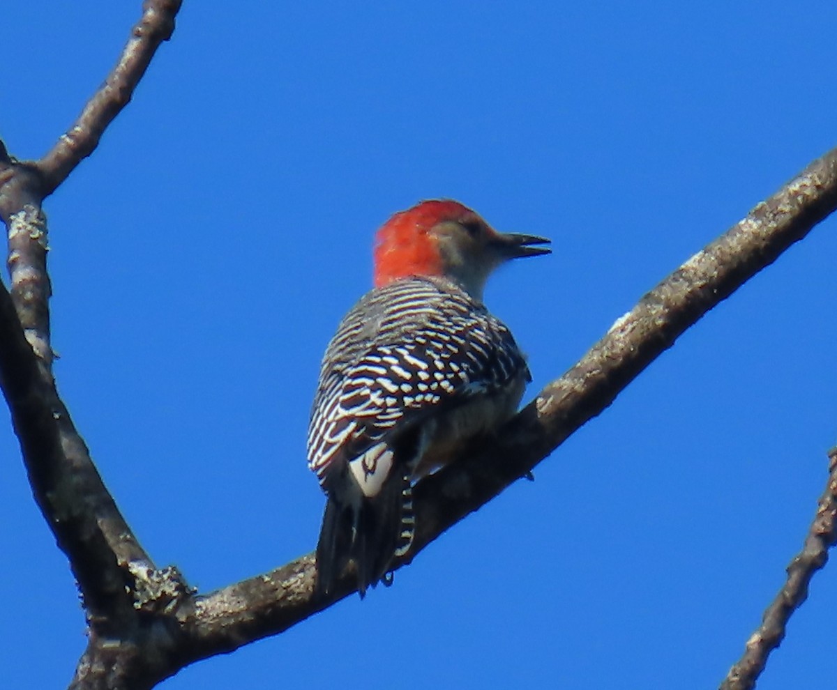 Red-bellied Woodpecker - ML643524087