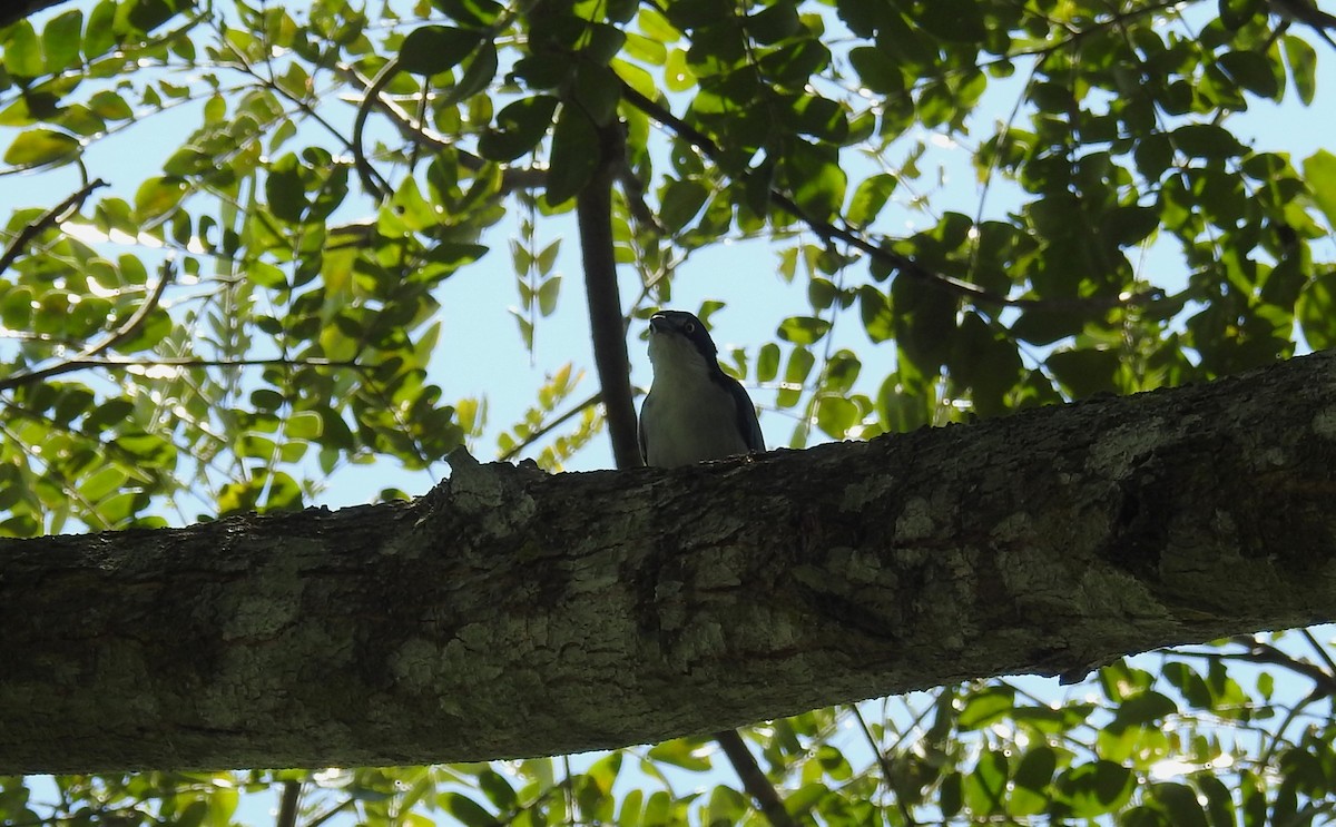 Hooded Tanager - ML643524097