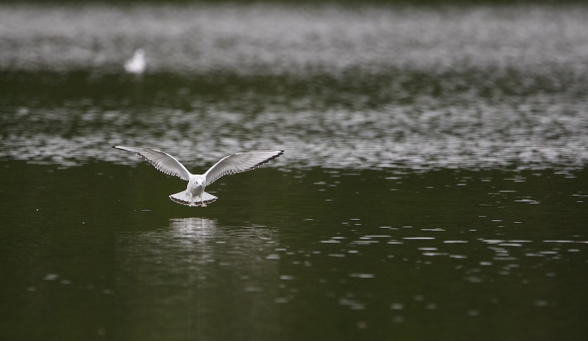 Mouette de Bonaparte - ML643524105