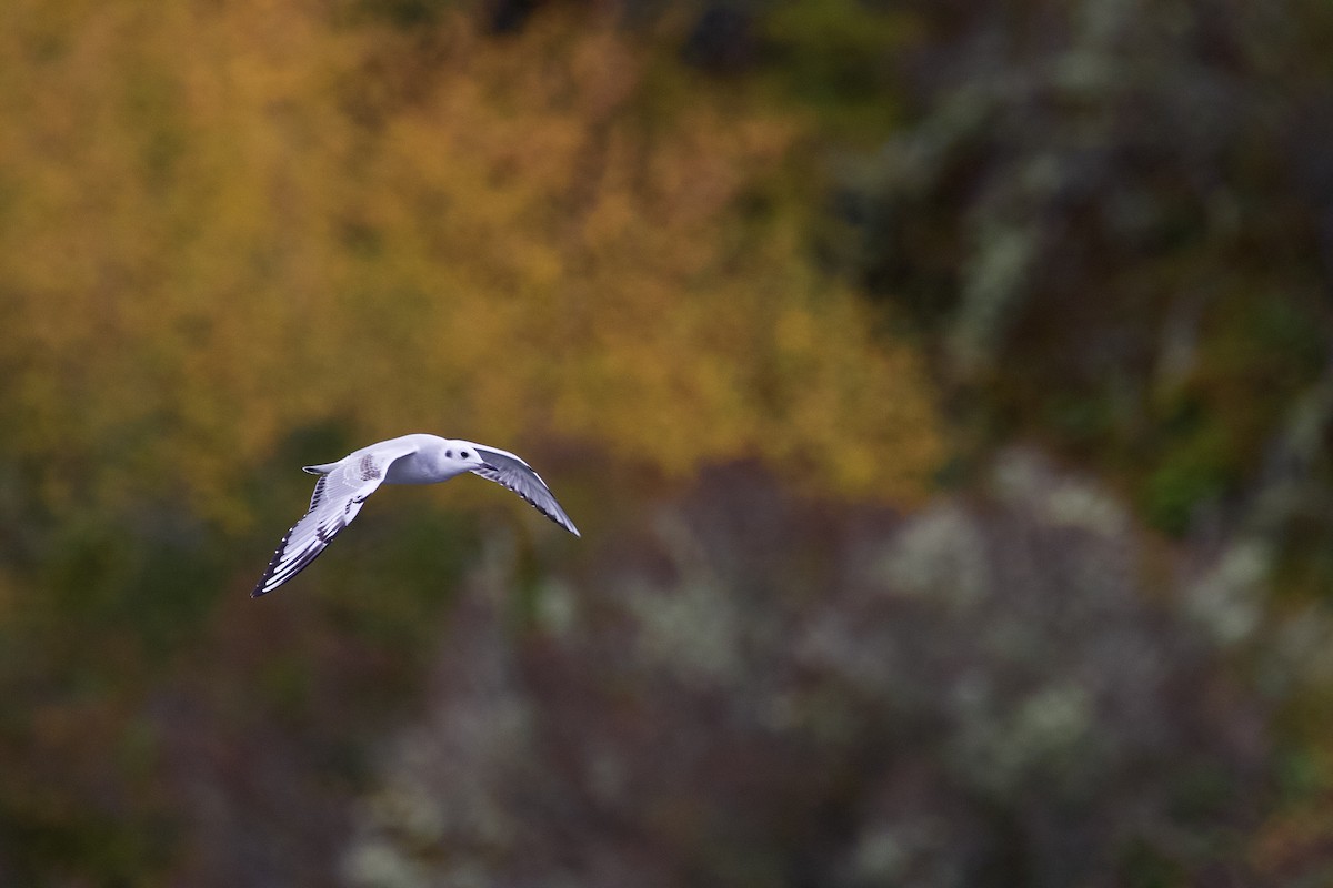 Mouette de Bonaparte - ML643524107