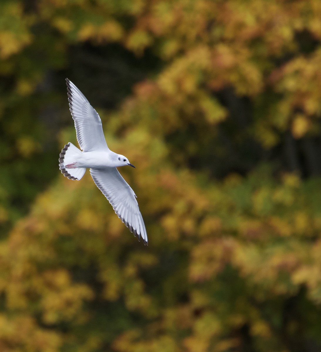 Mouette de Bonaparte - ML643524108