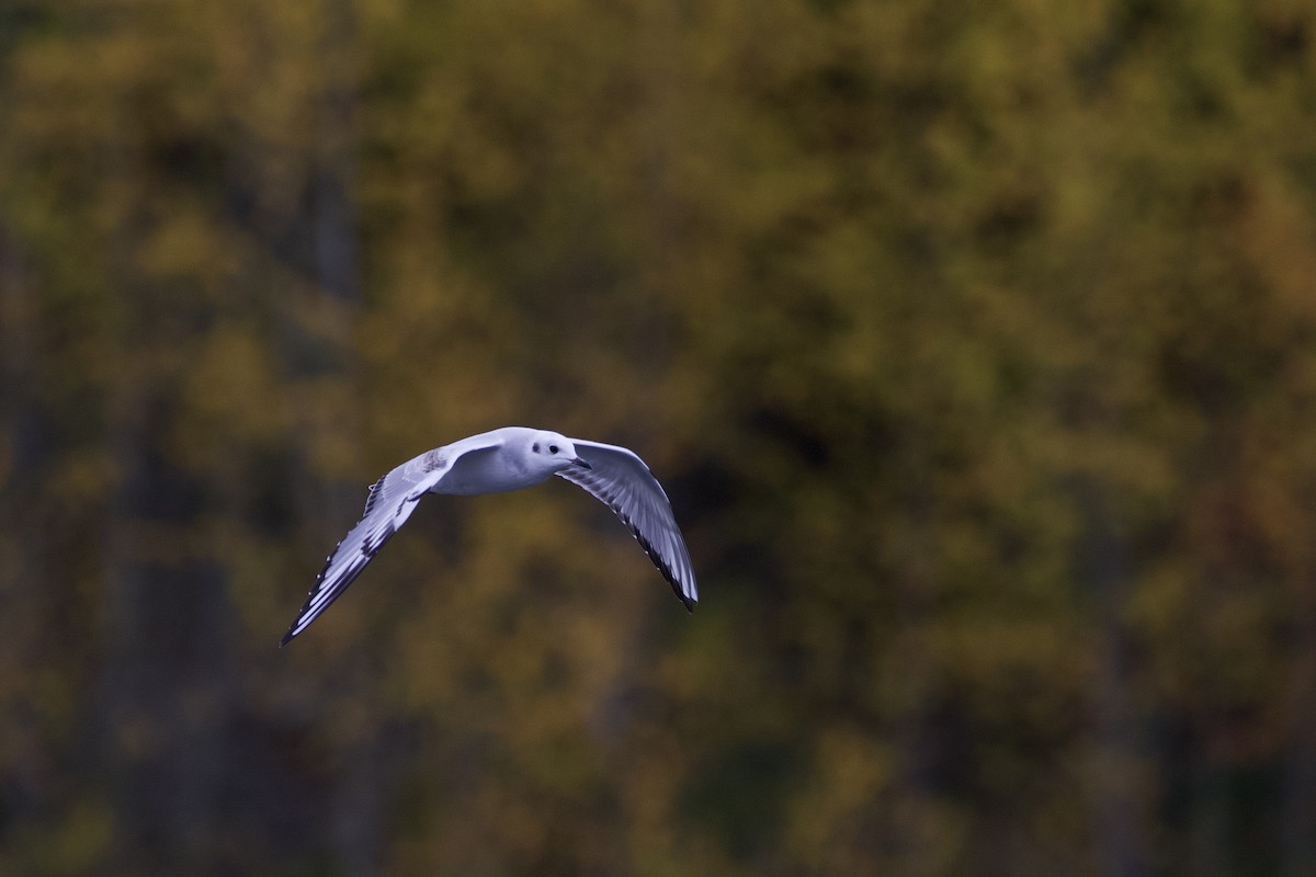 Mouette de Bonaparte - ML643524111