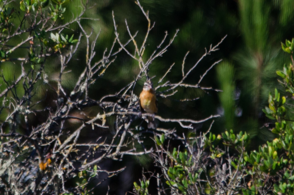 Black-headed Grosbeak - ML643524112