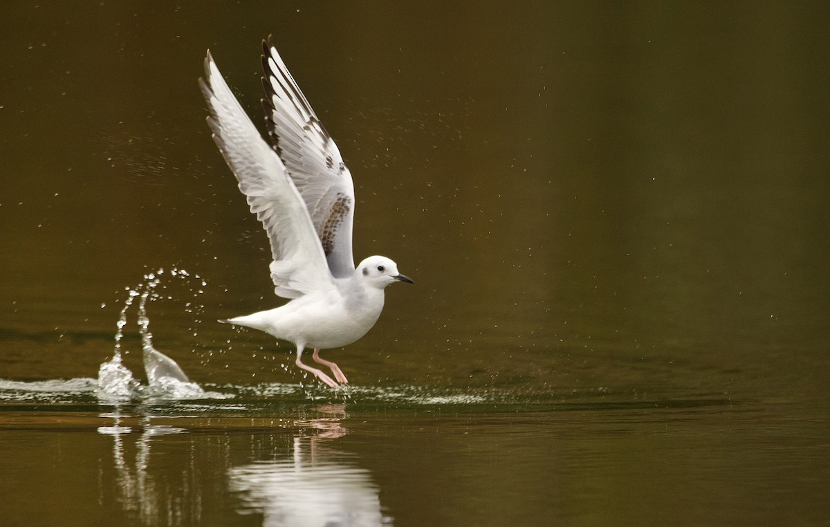 Mouette de Bonaparte - ML643524114
