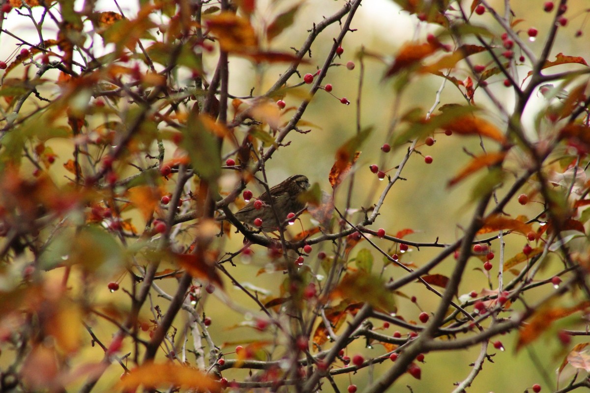 White-throated Sparrow - ML643524117