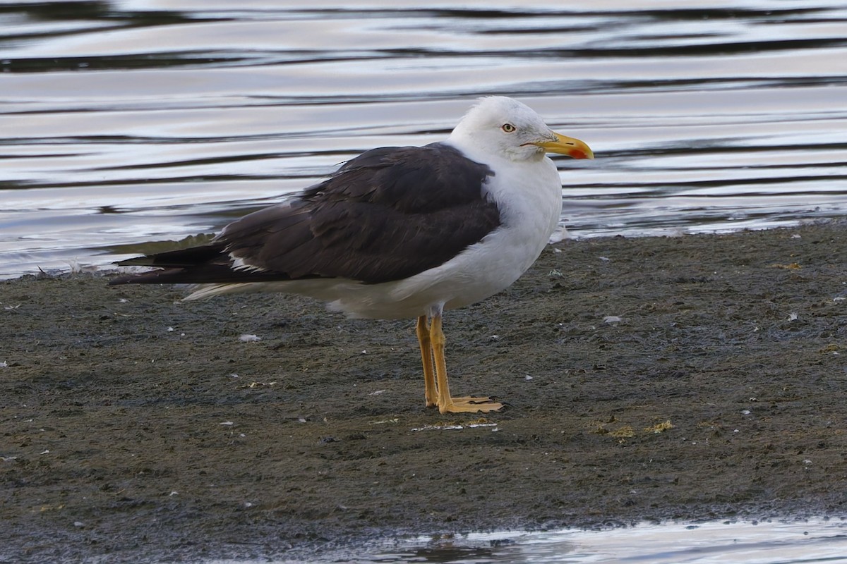 Lesser Black-backed Gull - ML643524175