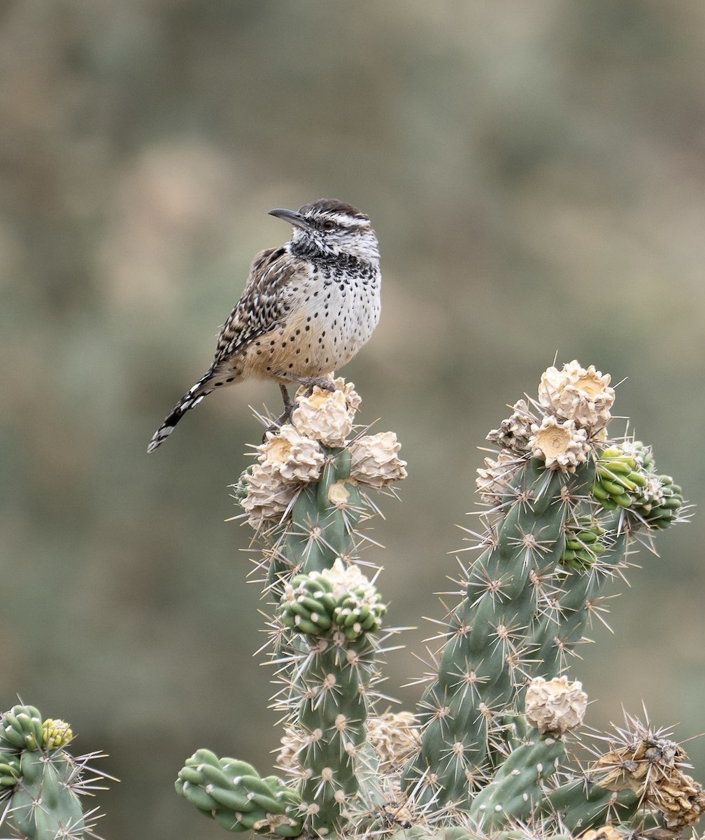 Cactus Wren - ML643524186