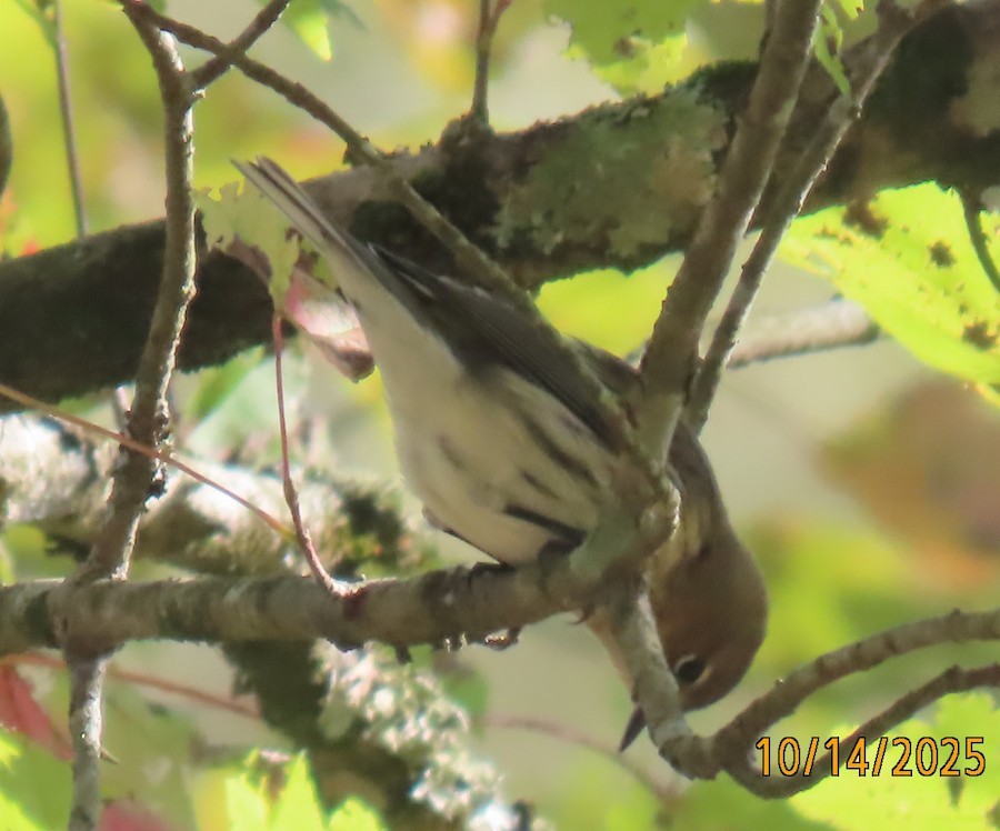 Kronenwaldsänger (coronata) - ML643524199