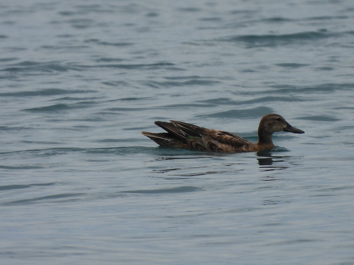 Blue-winged Teal - ML643524202