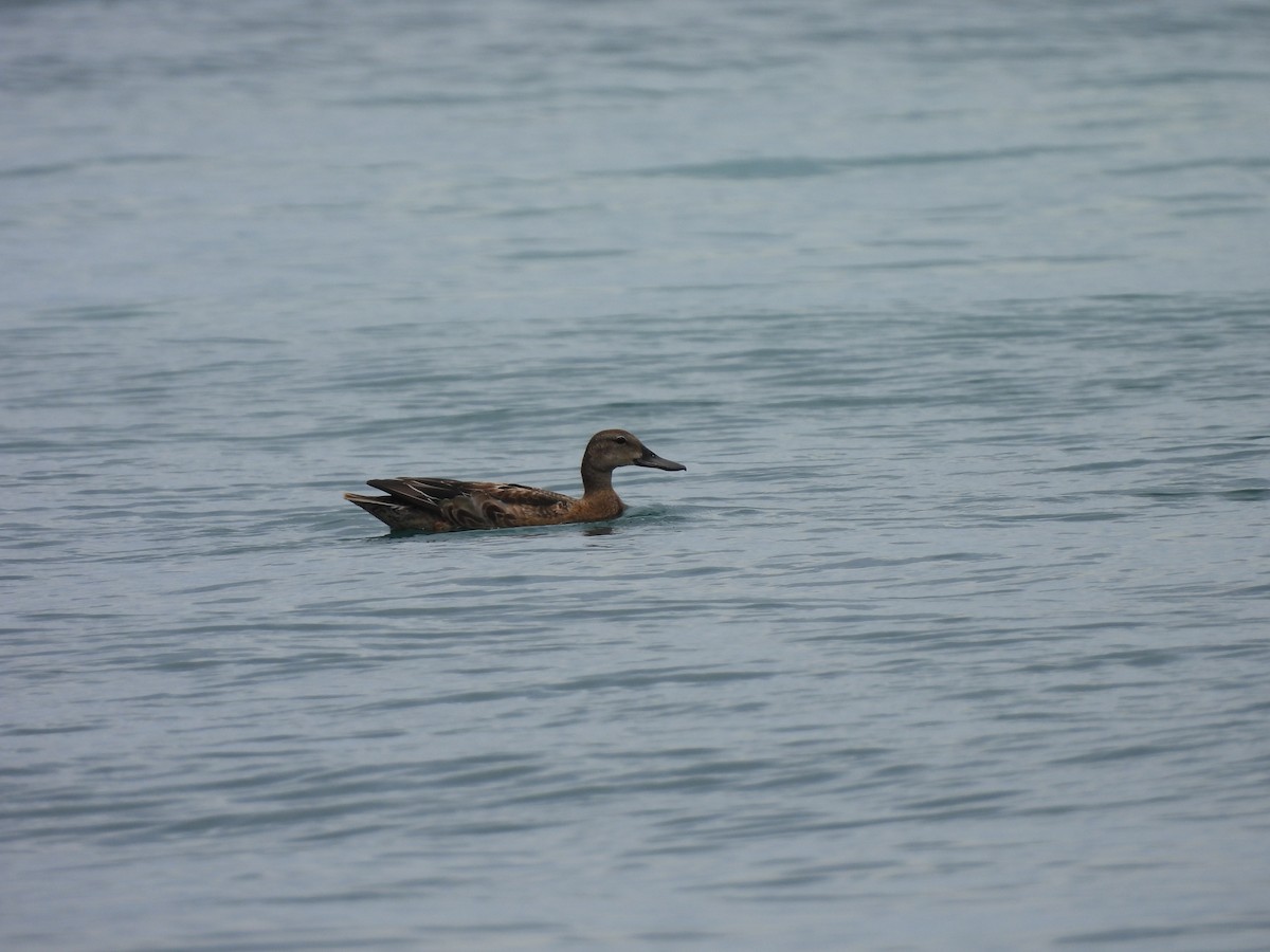 Blue-winged Teal - ML643524203