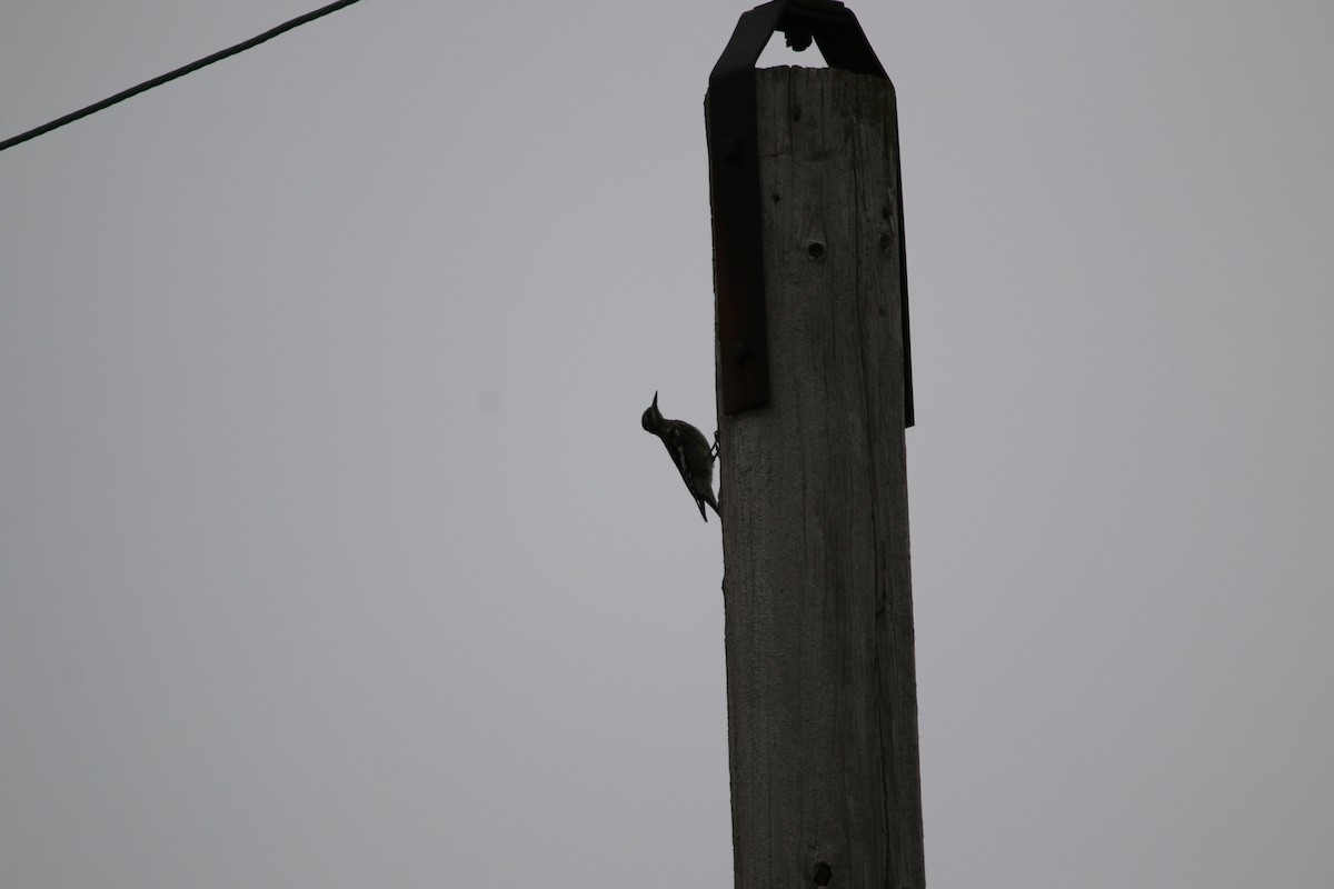 Yellow-bellied Sapsucker - ML643524204