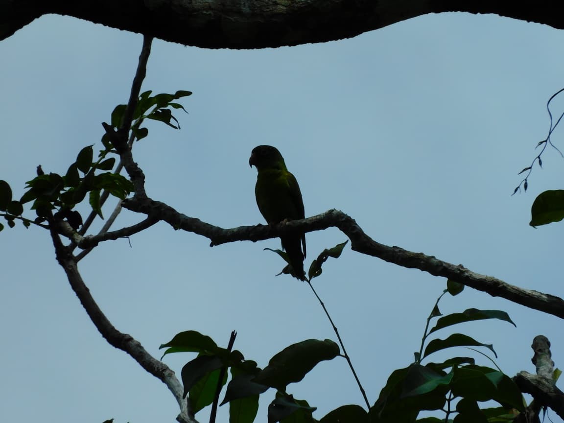 ミドリインコ - ML643524209