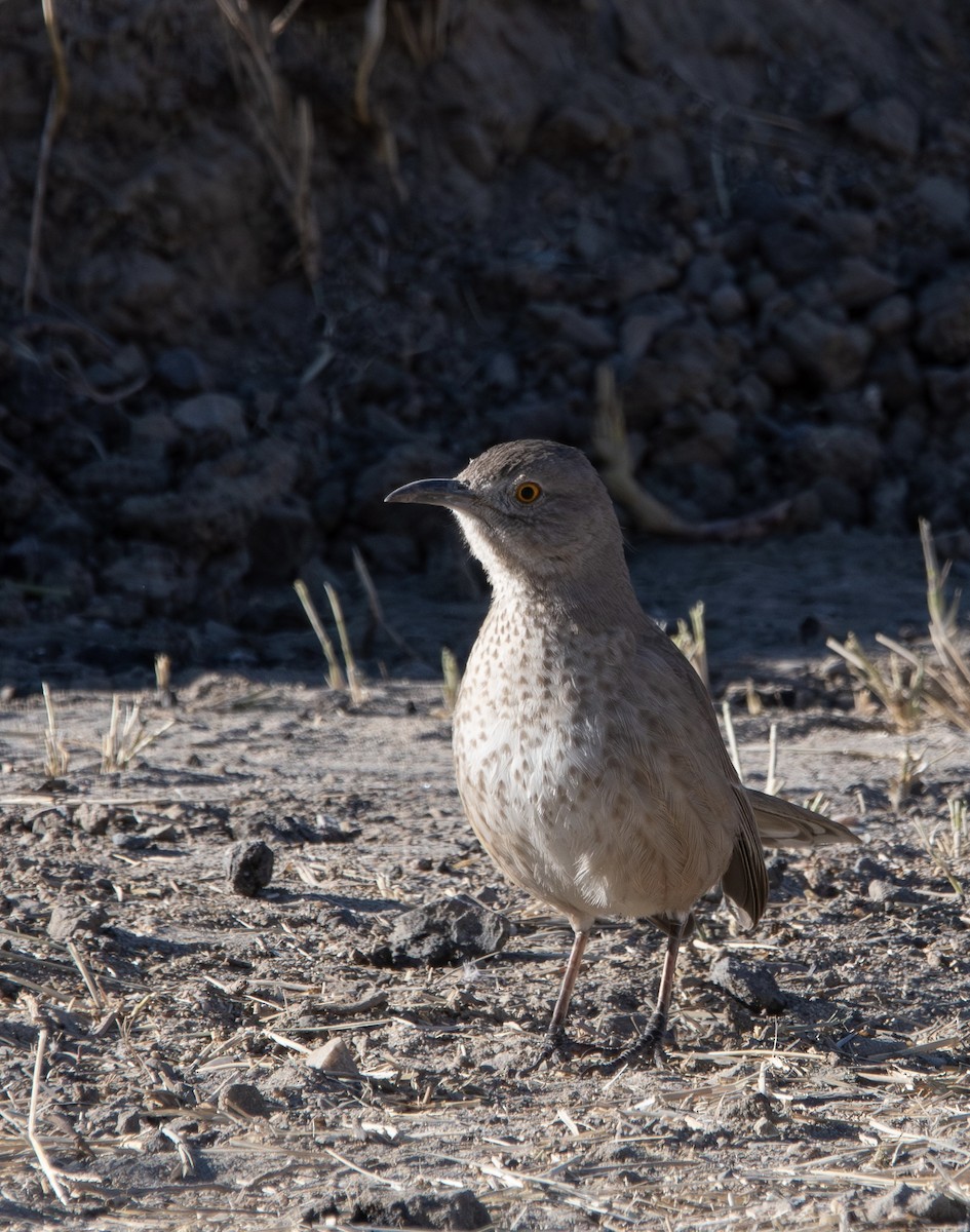 Bendire's Thrasher - ML643524211