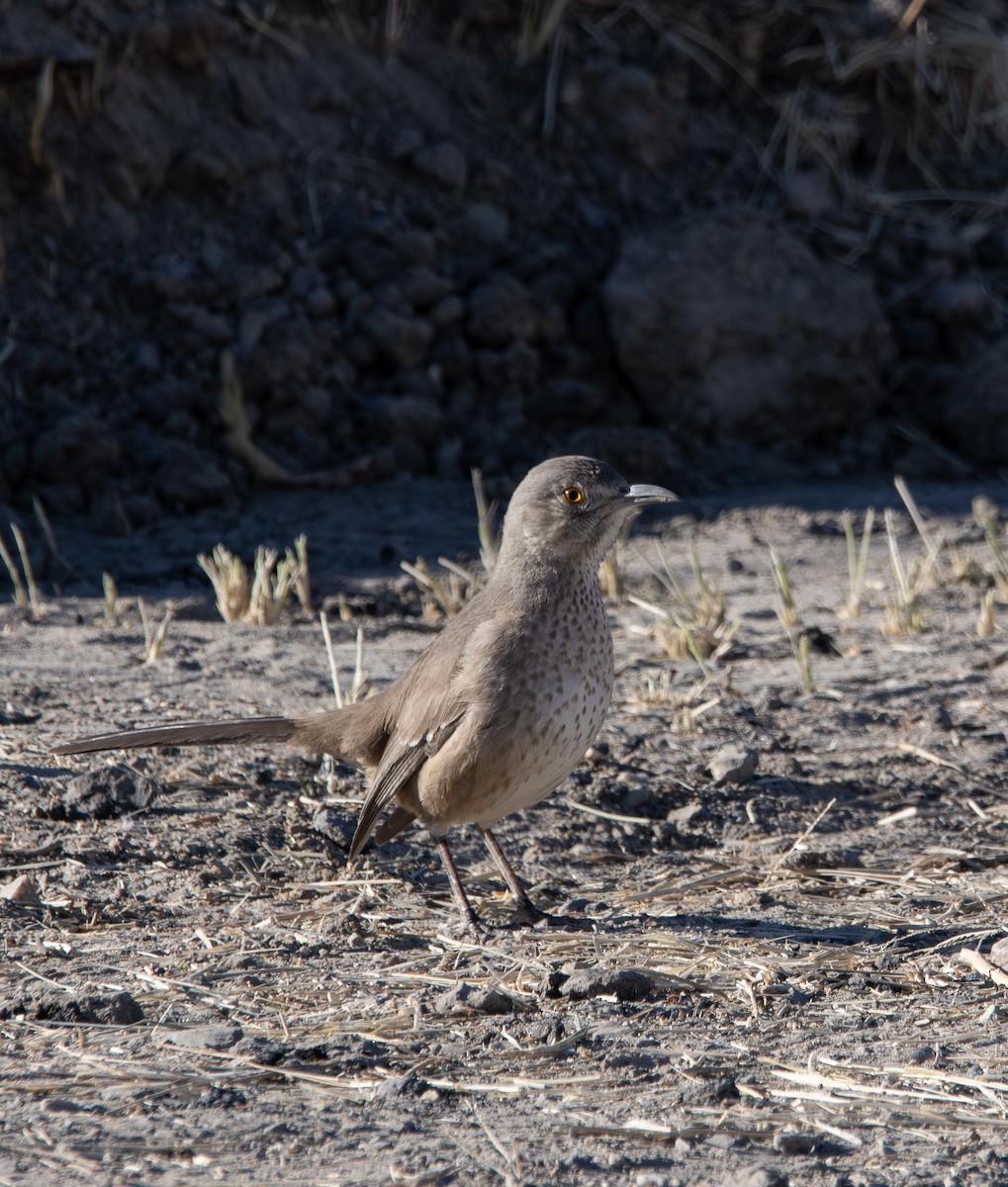 Bendire's Thrasher - ML643524212