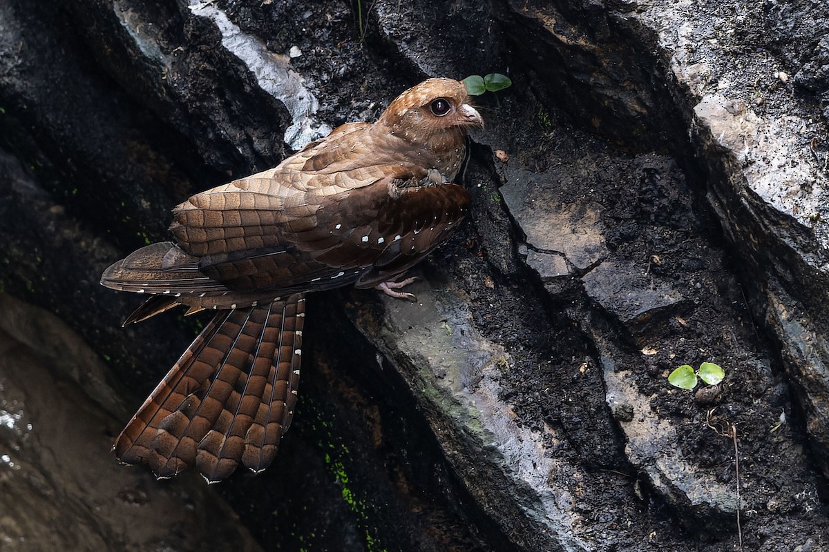 Oilbird - ML643524215