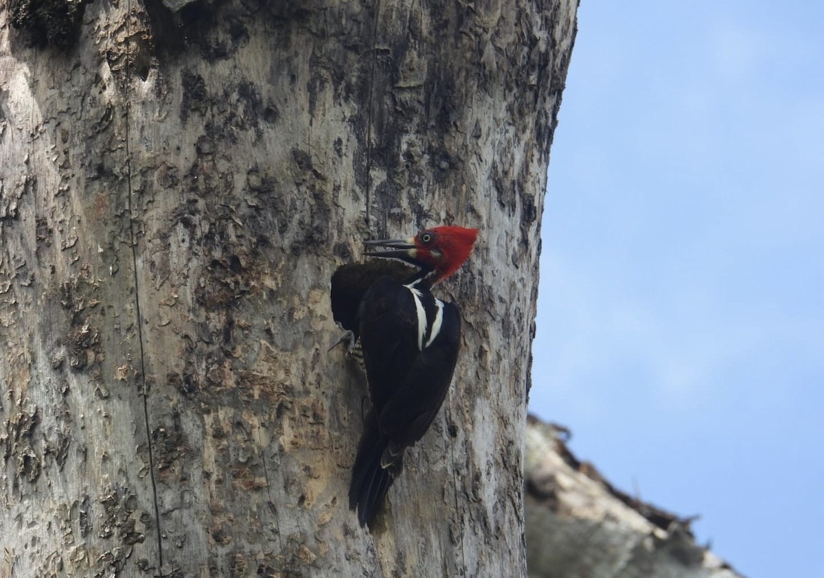Crimson-crested Woodpecker - ML643524221